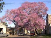 flores01.jpg (84540 bytes)