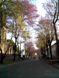 flores03.jpg (128344 bytes)