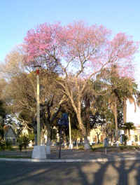 flores05.jpg (107896 bytes)