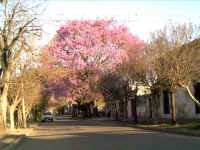 flores09.jpg (108703 bytes)